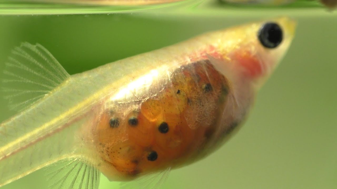 Glass Guppy